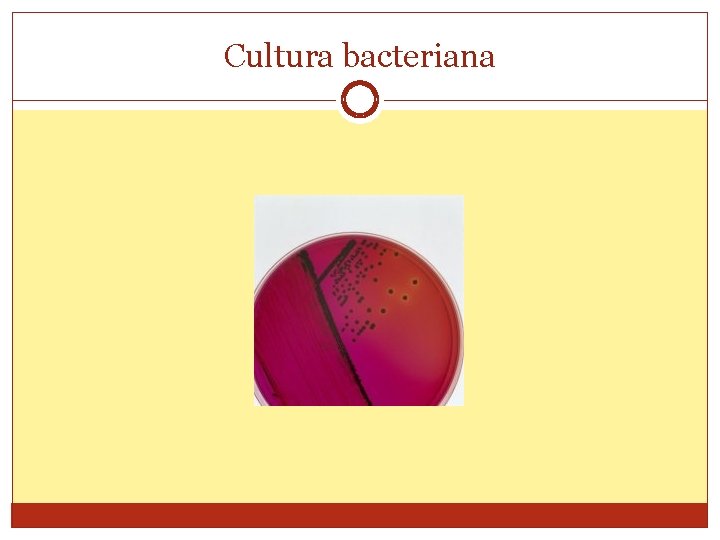 Cultura bacteriana 