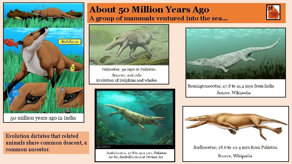 About 50 Million Years Ago A group of mammals ventured into the sea… Evolution