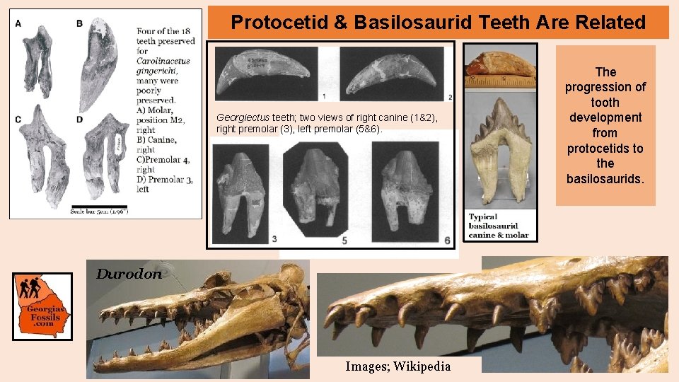 Protocetid & Basilosaurid Teeth Are Related Georgiectus teeth; two views of right canine (1&2),