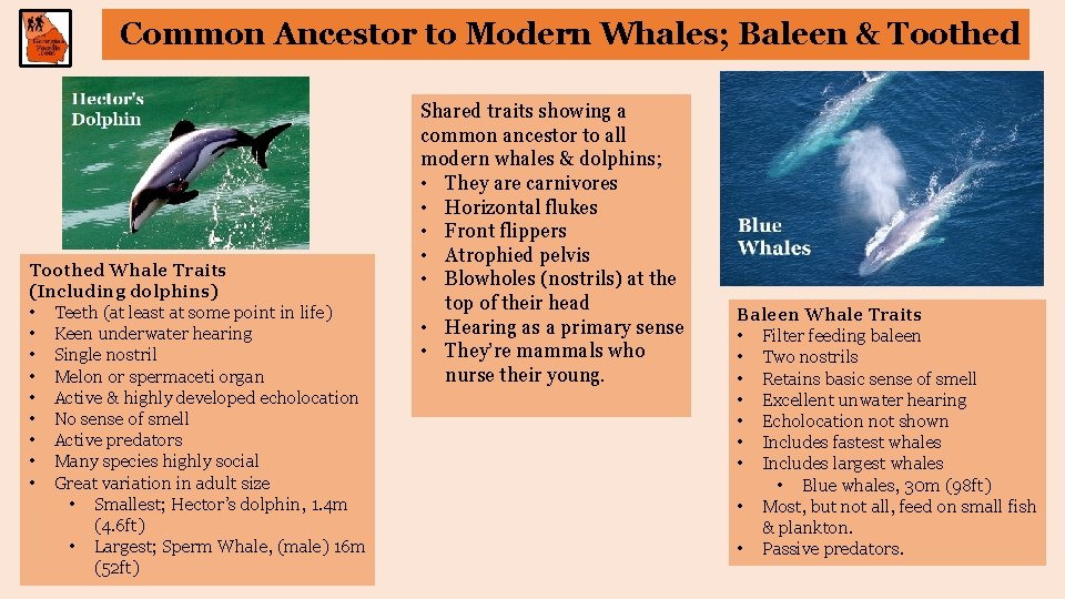 Common Ancestor to Modern Whales; Baleen & Toothed Whale Traits (Including dolphins) • Teeth