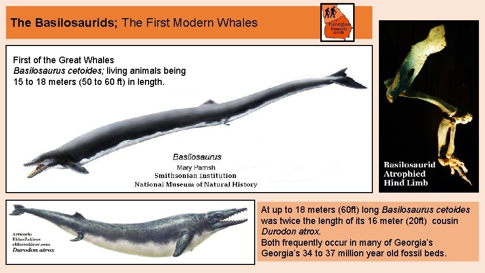 The Basilosaurids; The First Modern Whales First of the Great Whales Basilosaurus cetoides; living