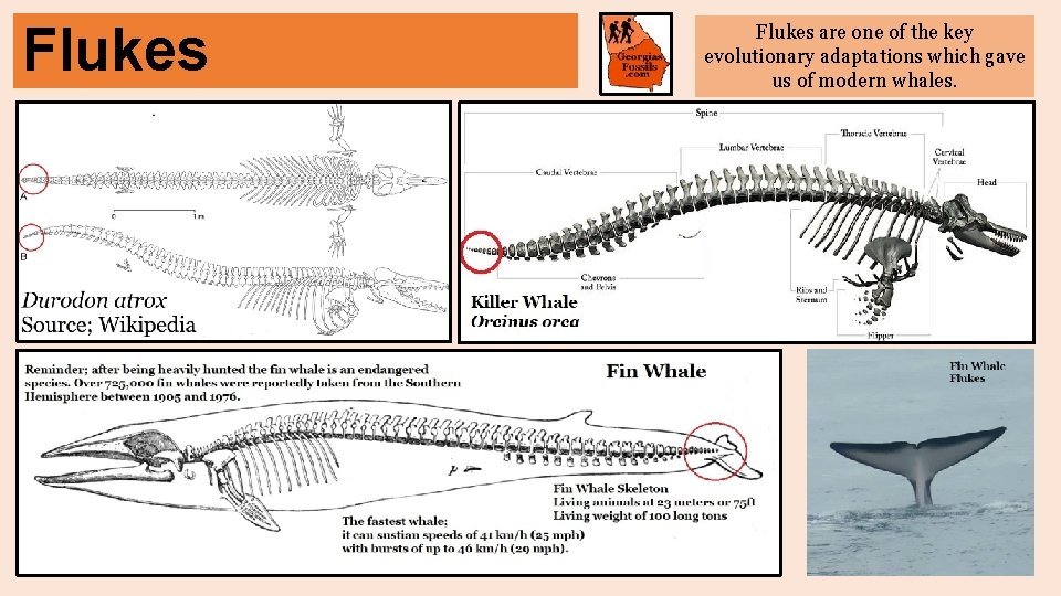 Flukes are one of the key evolutionary adaptations which gave us of modern whales.