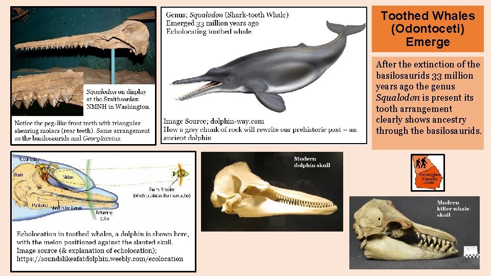 Toothed Whales (Odontoceti) Emerge After the extinction of the basilosaurids 33 million years ago