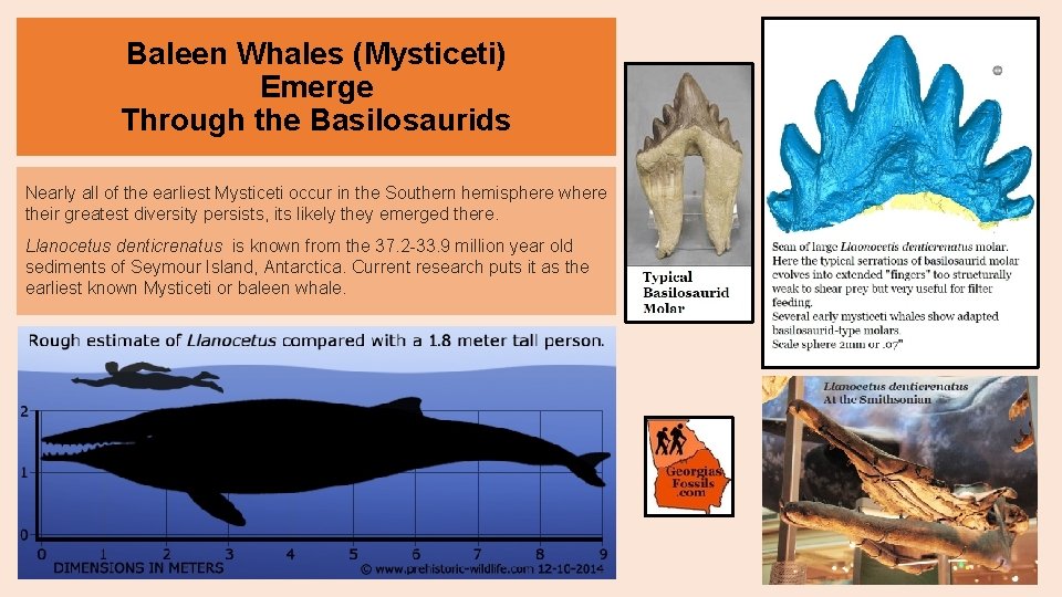 Baleen Whales (Mysticeti) Emerge Through the Basilosaurids Nearly all of the earliest Mysticeti occur