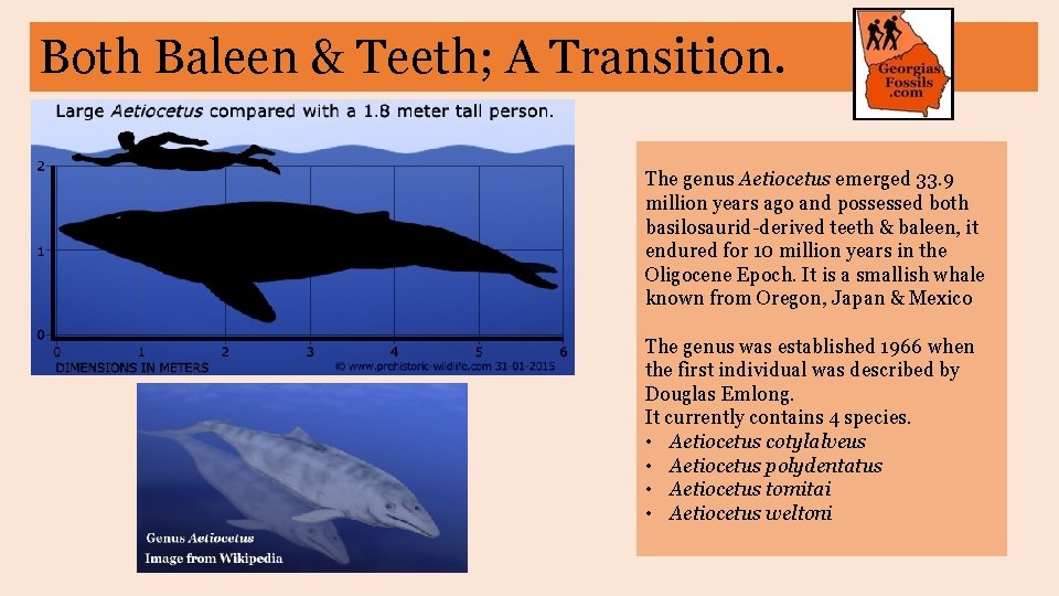 Both Baleen & Teeth; A Transition. The genus Aetiocetus emerged 33. 9 million years