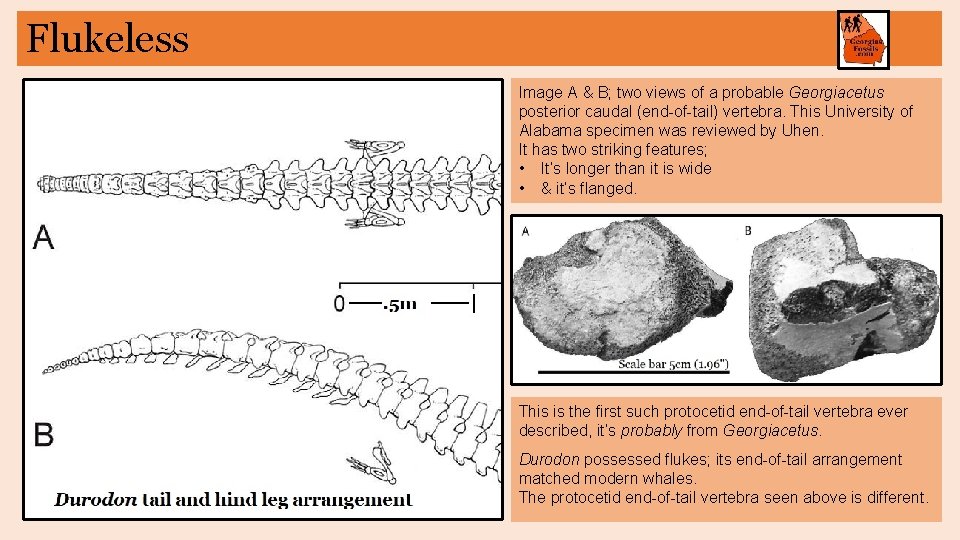 Flukeless Image A & B; two views of a probable Georgiacetus posterior caudal (end-of-tail)