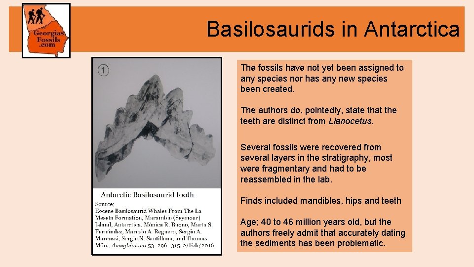 Basilosaurids in Antarctica The fossils have not yet been assigned to any species nor