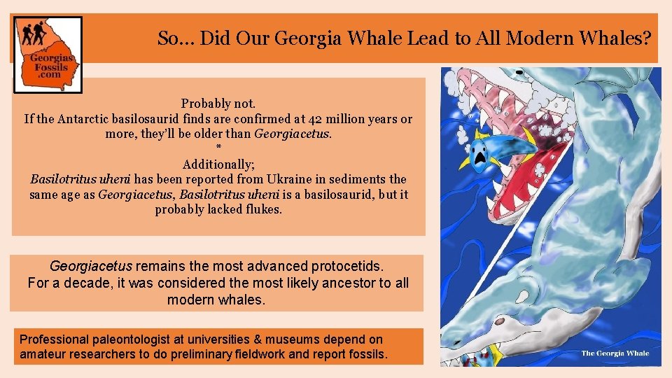 So… Did Our Georgia Whale Lead to All Modern Whales? Probably not. If the