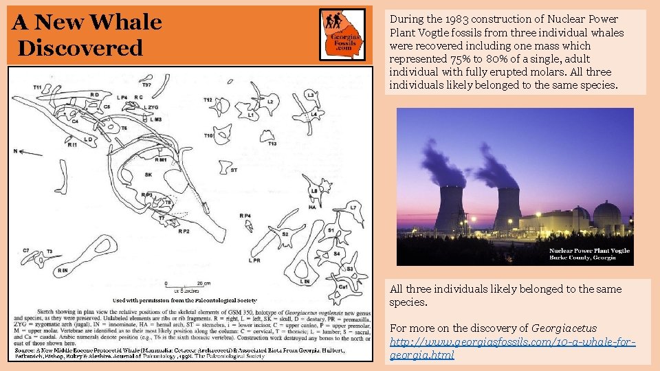 A New Whale Discovered During the 1983 construction of Nuclear Power Plant Vogtle fossils