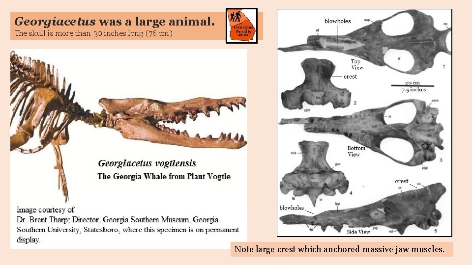 Georgiacetus was a large animal. The skull is more than 30 inches long (76