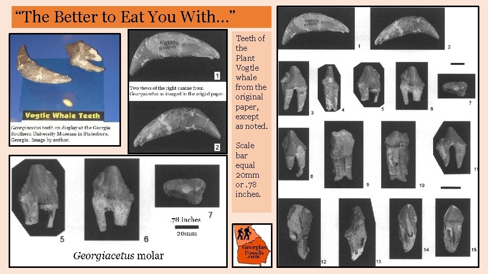 “The Better to Eat You With…” Teeth of the Plant Vogtle whale from the