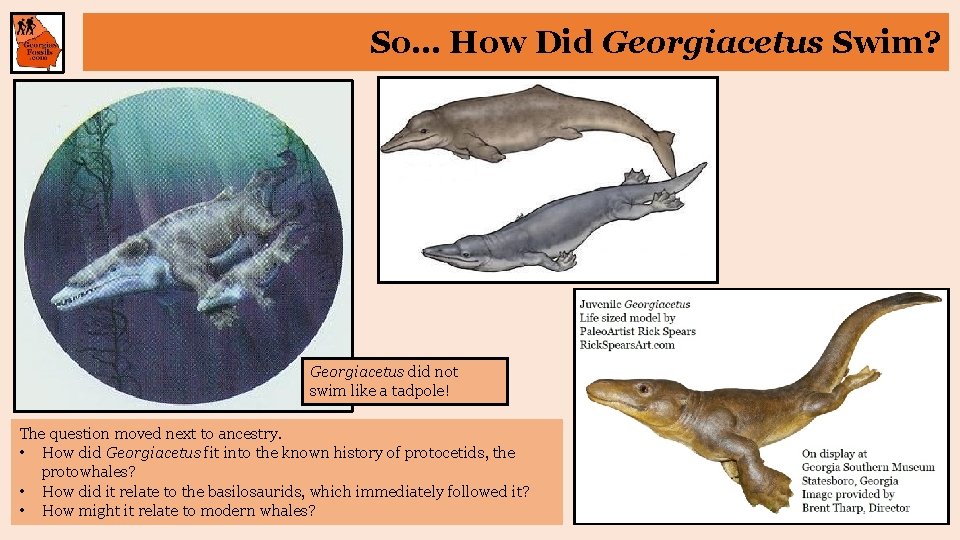 So… How Did Georgiacetus Swim? Georgiacetus did not swim like a tadpole! The question