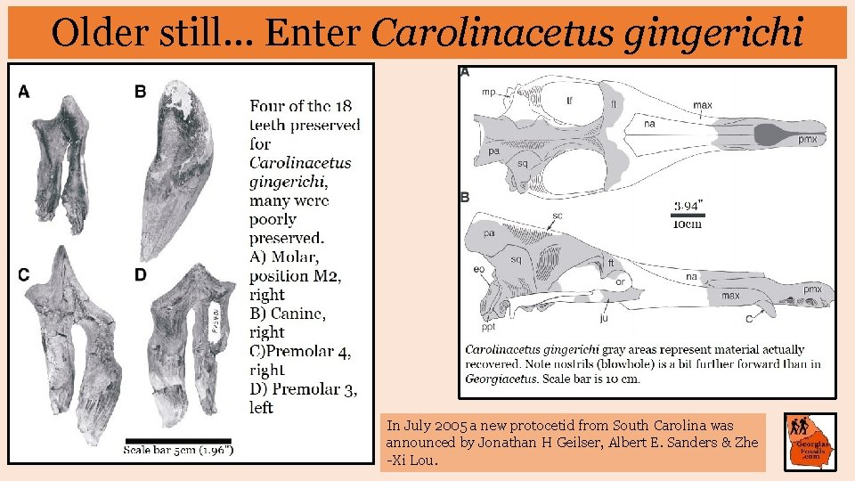 Older still… Enter Carolinacetus gingerichi In July 2005 a new protocetid from South Carolina