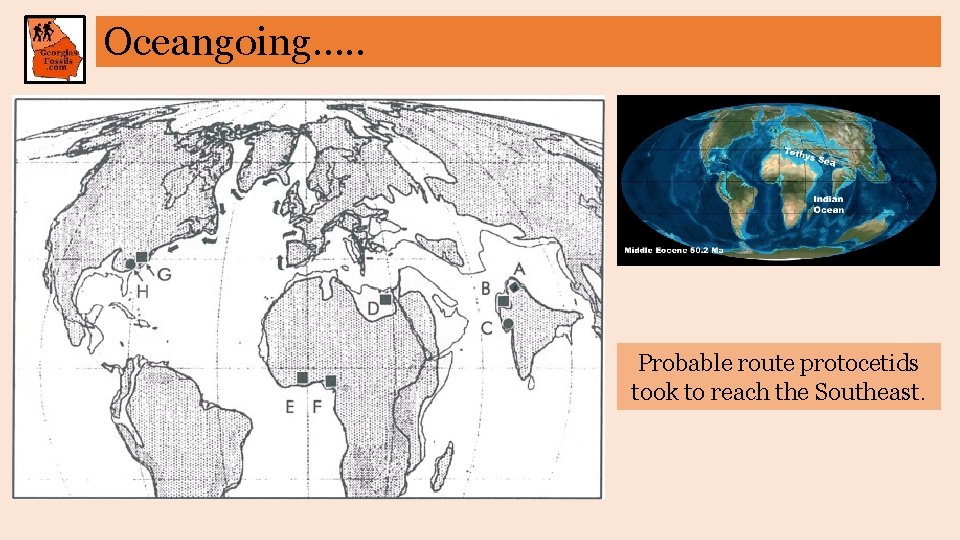 Oceangoing…. . Probable route protocetids took to reach the Southeast. 