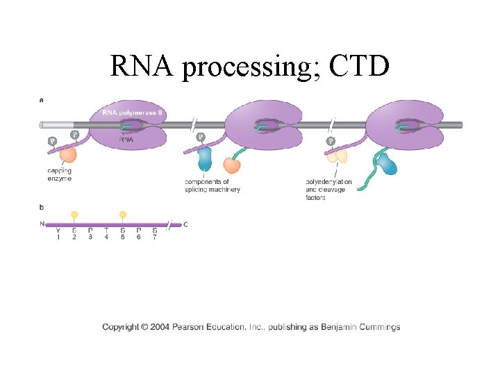 RNA processing; CTD RNA processing; CTD