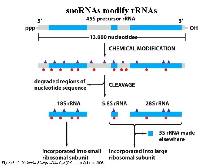sno. RNAs modify r. RNAs Figure 6 -42 Molecular Biology of the Cell (© sno. RNAs modify r. RNAs Figure 6 -42 Molecular Biology of the Cell (©