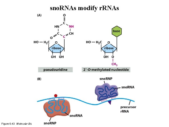 sno. RNAs modify r. RNAs Figure 6 -43 Molecular Biology of the Cell (© sno. RNAs modify r. RNAs Figure 6 -43 Molecular Biology of the Cell (©