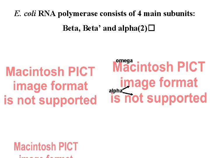 E. coli RNA polymerase consists of 4 main subunits: Beta, Beta’ and alpha(2)� omega E. coli RNA polymerase consists of 4 main subunits: Beta, Beta’ and alpha(2)� omega