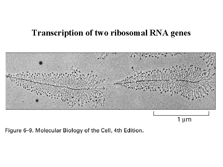 Transcription of two ribosomal RNA genes Transcription of two ribosomal RNA genes