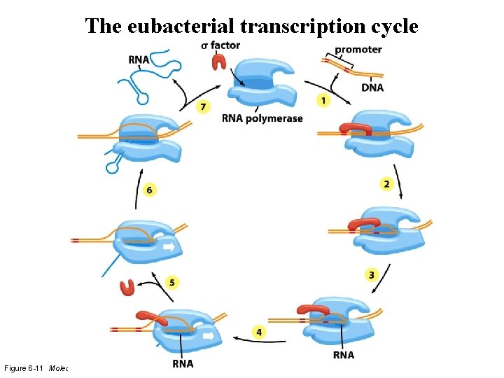 The eubacterial transcription cycle Figure 6 -11 Molecular Biology of the Cell (© Garland The eubacterial transcription cycle Figure 6 -11 Molecular Biology of the Cell (© Garland