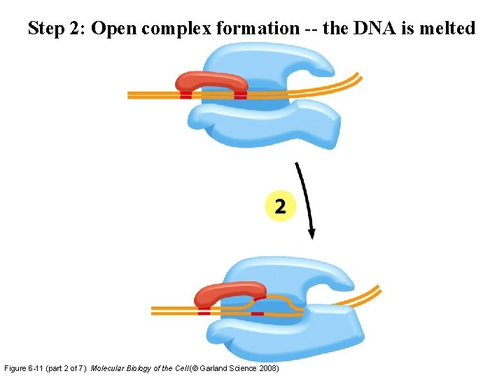 Step 2: Open complex formation -- the DNA is melted Figure 6 -11 (part Step 2: Open complex formation -- the DNA is melted Figure 6 -11 (part