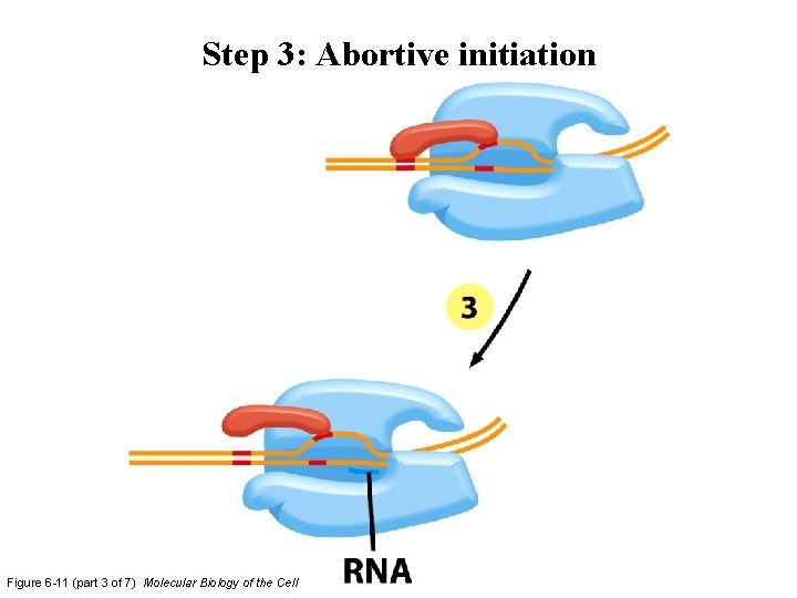 Step 3: Abortive initiation Figure 6 -11 (part 3 of 7) Molecular Biology of Step 3: Abortive initiation Figure 6 -11 (part 3 of 7) Molecular Biology of