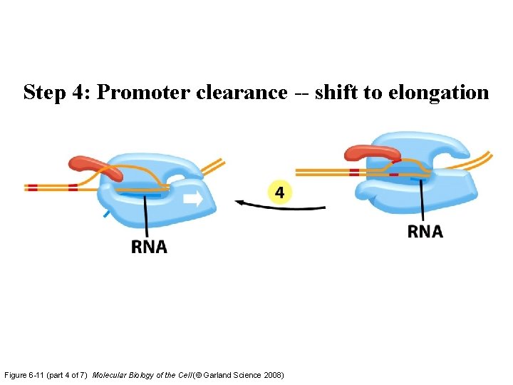 Step 4: Promoter clearance -- shift to elongation Figure 6 -11 (part 4 of Step 4: Promoter clearance -- shift to elongation Figure 6 -11 (part 4 of