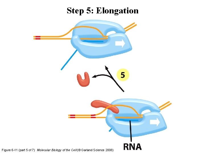 Step 5: Elongation Figure 6 -11 (part 5 of 7) Molecular Biology of the Step 5: Elongation Figure 6 -11 (part 5 of 7) Molecular Biology of the