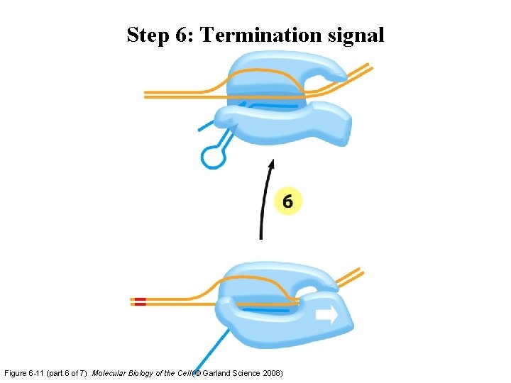 Step 6: Termination signal Figure 6 -11 (part 6 of 7) Molecular Biology of Step 6: Termination signal Figure 6 -11 (part 6 of 7) Molecular Biology of