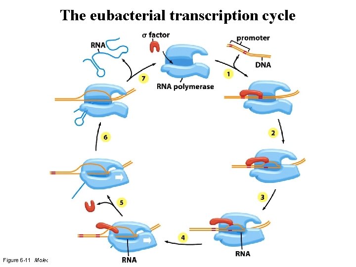 The eubacterial transcription cycle Figure 6 -11 Molecular Biology of the Cell (© Garland The eubacterial transcription cycle Figure 6 -11 Molecular Biology of the Cell (© Garland