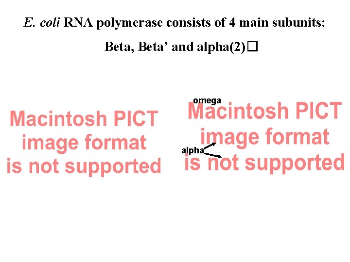 E. coli RNA polymerase consists of 4 main subunits: Beta, Beta’ and alpha(2)� omega E. coli RNA polymerase consists of 4 main subunits: Beta, Beta’ and alpha(2)� omega