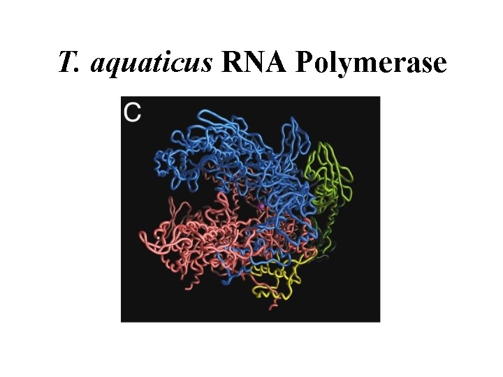 T. aquaticus RNA Polymerase T. aquaticus RNA Polymerase