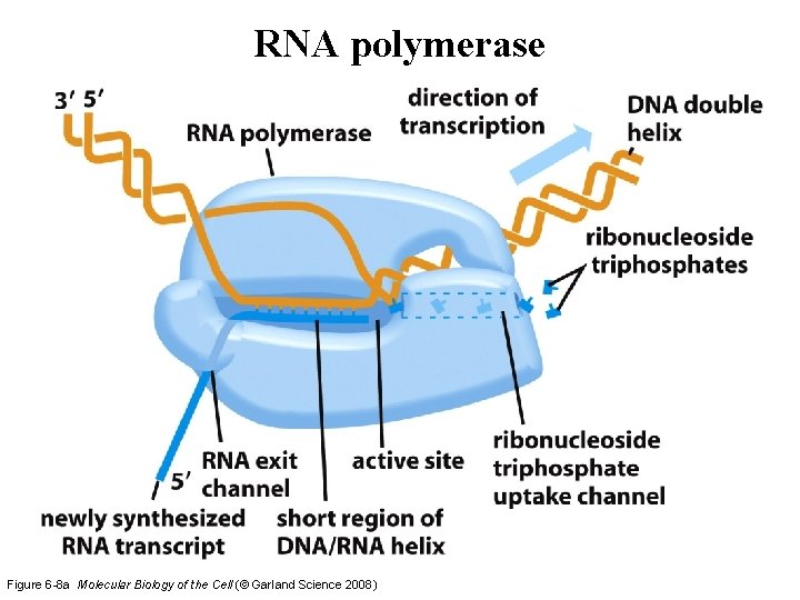 RNA polymerase Figure 6 -8 a Molecular Biology of the Cell (© Garland Science RNA polymerase Figure 6 -8 a Molecular Biology of the Cell (© Garland Science