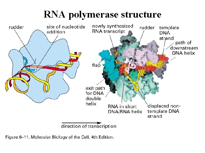 RNA polymerase structure RNA polymerase structure