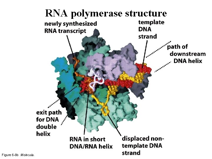 RNA polymerase structure Figure 6 -8 b Molecular Biology of the Cell (© Garland RNA polymerase structure Figure 6 -8 b Molecular Biology of the Cell (© Garland