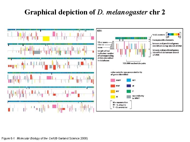 Graphical depiction of D. melanogaster chr 2 Figure 6 -1 Molecular Biology of the Graphical depiction of D. melanogaster chr 2 Figure 6 -1 Molecular Biology of the