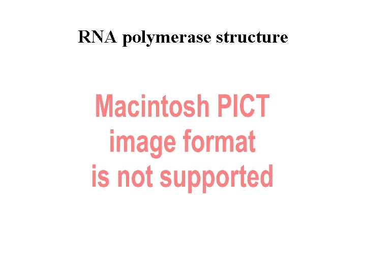 RNA polymerase structure RNA polymerase structure