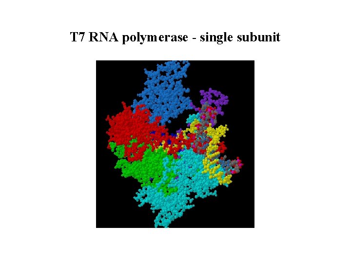 T 7 RNA polymerase - single subunit T 7 RNA polymerase - single subunit