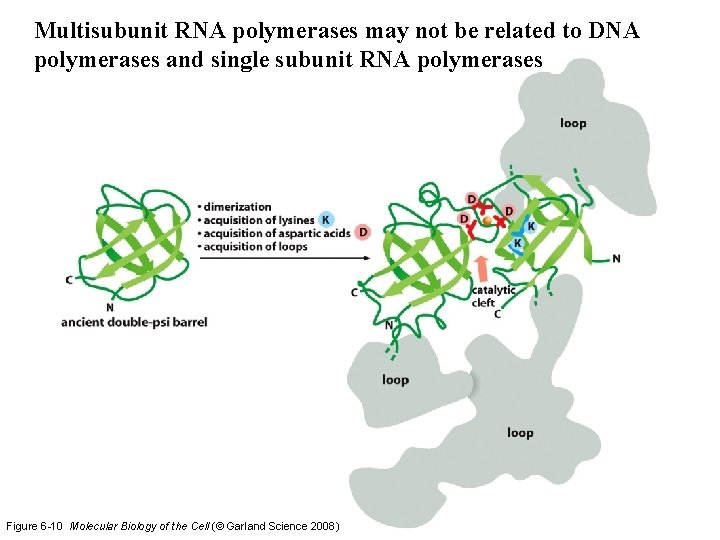 Multisubunit RNA polymerases may not be related to DNA polymerases and single subunit RNA Multisubunit RNA polymerases may not be related to DNA polymerases and single subunit RNA