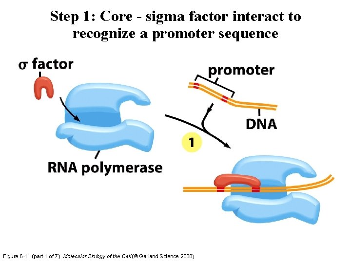 Step 1: Core - sigma factor interact to recognize a promoter sequence Figure 6 Step 1: Core - sigma factor interact to recognize a promoter sequence Figure 6