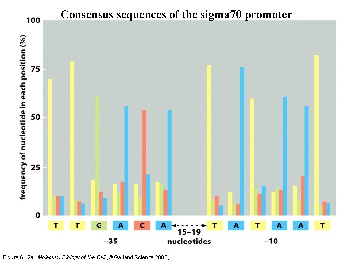 Consensus sequences of the sigma 70 promoter Figure 6 -12 a Molecular Biology of Consensus sequences of the sigma 70 promoter Figure 6 -12 a Molecular Biology of