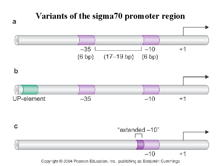 Variants of the sigma 70 promoter region Variants of the sigma 70 promoter region