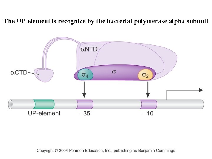 The UP-element is recognize by the bacterial polymerase alpha subunit The UP-element is recognize by the bacterial polymerase alpha subunit