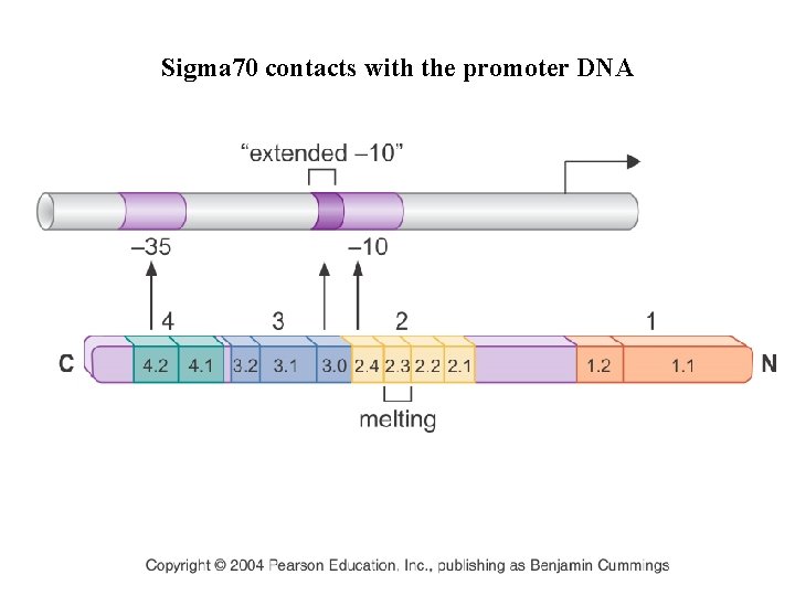 Sigma 70 contacts with the promoter DNA Sigma 70 contacts with the promoter DNA