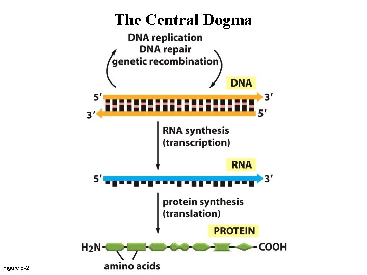 The Central Dogma Figure 6 -2 The Central Dogma Figure 6 -2