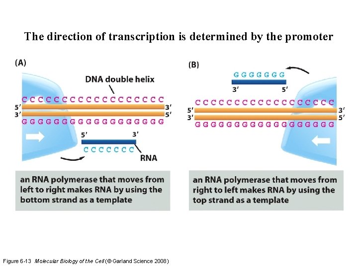 The direction of transcription is determined by the promoter Figure 6 -13 Molecular Biology The direction of transcription is determined by the promoter Figure 6 -13 Molecular Biology