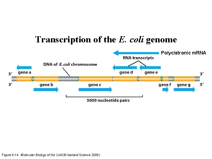 Transcription of the E. coli genome Polycistronic m. RNA Figure 6 -14 Molecular Biology Transcription of the E. coli genome Polycistronic m. RNA Figure 6 -14 Molecular Biology