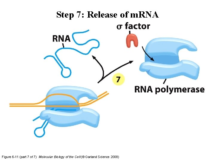 Step 7: Release of m. RNA Figure 6 -11 (part 7 of 7) Molecular Step 7: Release of m. RNA Figure 6 -11 (part 7 of 7) Molecular