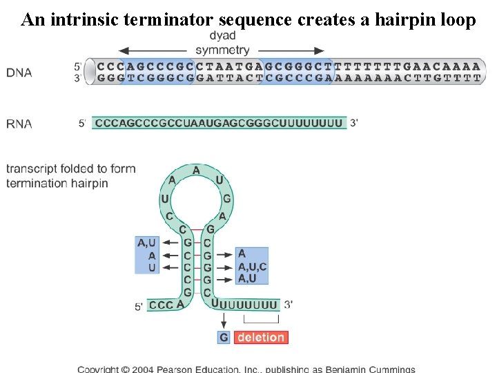 An intrinsic terminator sequence creates a hairpin loop An intrinsic terminator sequence creates a hairpin loop