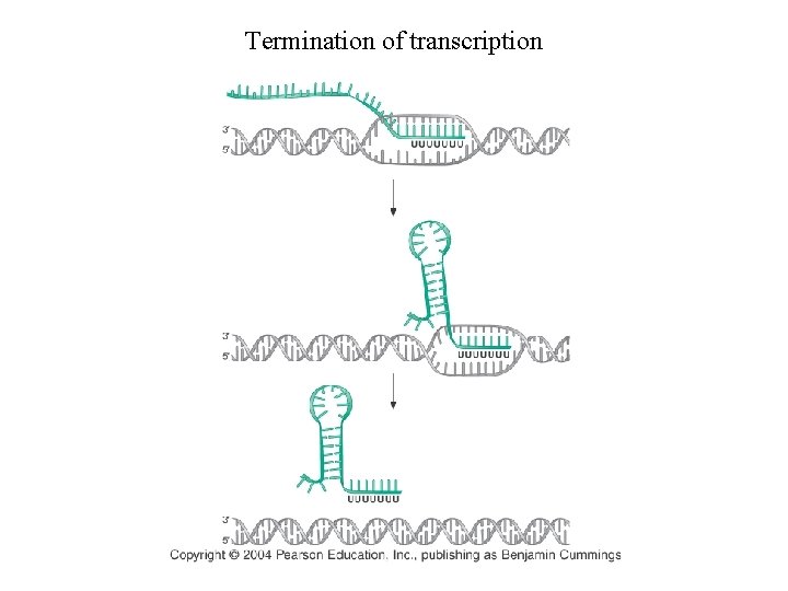 Termination of transcription Termination of transcription